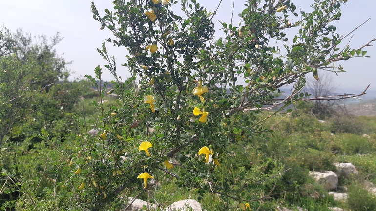 אירוס הגלבוע  צולם על ידי אריאל קדם 