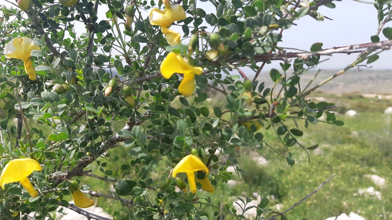 אירוס הגלבוע  צולם על ידי אריאל קדם 