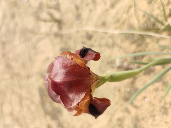 אירוס ירוחם  צולם על ידי מרב לבל 