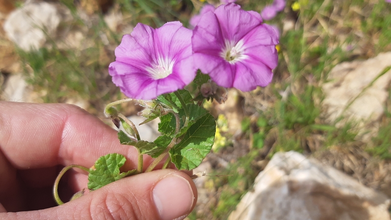 אירוס הגלבוע  צולם על ידי אריאל קדם 