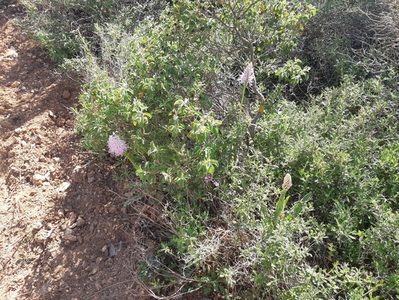 סחלב איטלקי  צולם על ידי ליאל אלישע 