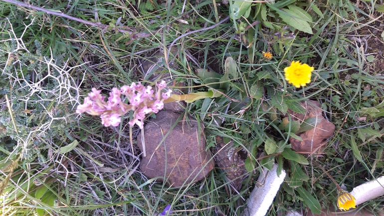 Anacamptis israelitica  photographed by עופרה פרידמן 