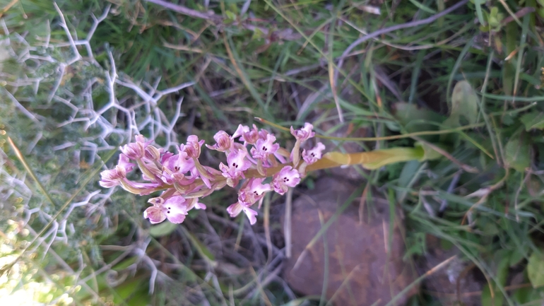 Anacamptis israelitica  photographed by עופרה פרידמן 