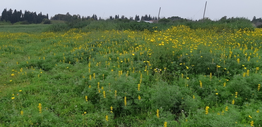 תורמוס צהוב  צולם על ידי עומרי בוכניק 