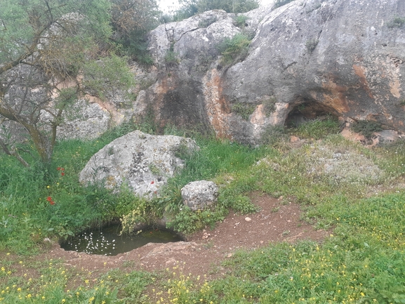 כדורן ענף  צולם על ידי יפעת ארצי 