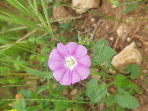 אירוס הגלבוע  צולם על ידי אורי אורבך 