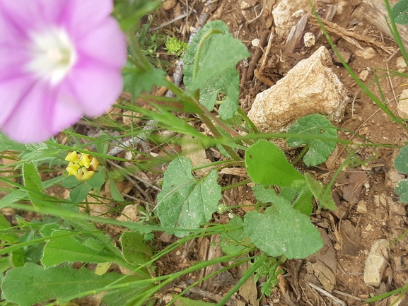 אירוס הגלבוע  צולם על ידי אורי אורבך 