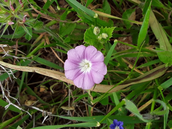 אירוס הגלבוע  צולם על ידי אורי אורבך 