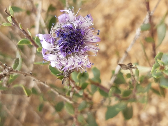 אירוס הגלבוע  צולם על ידי אורי אורבך 