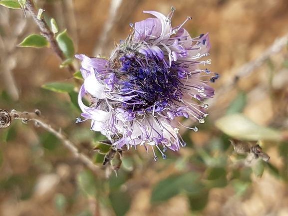 אירוס הגלבוע  צולם על ידי אורי אורבך 