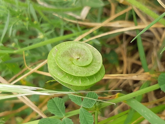 אירוס הגלבוע  צולם על ידי אורי אורבך 