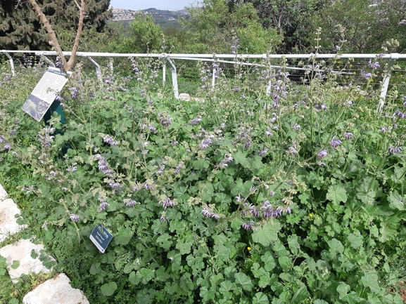 מרווה כחולה  צולם על ידי מרגרטה וולצ'אק 