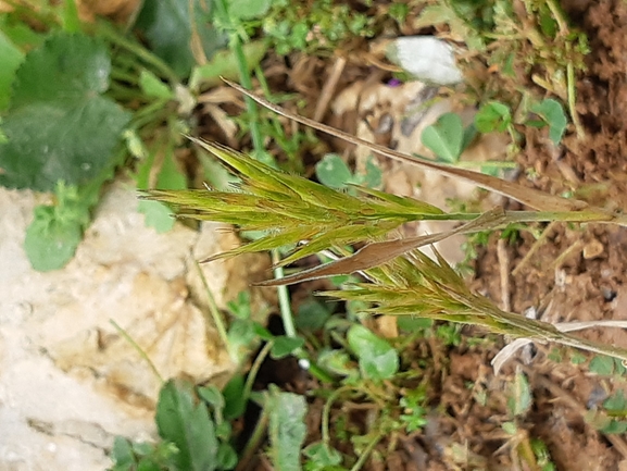 בואסיירה מצויצת  צולם על ידי מרגרטה וולצ'אק 