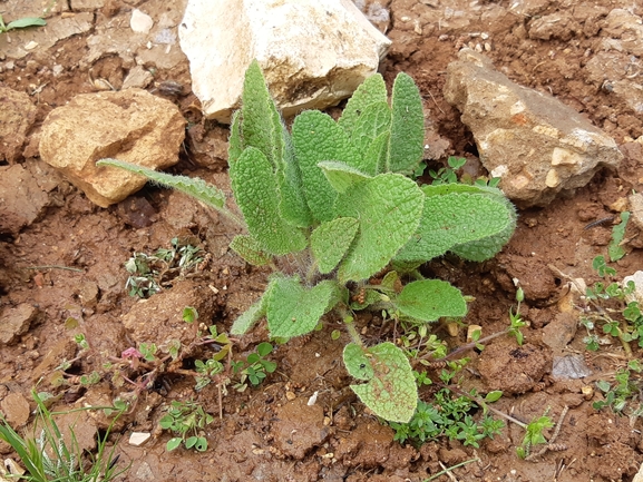 מרווה סורית  צולם על ידי מרגרטה וולצ'אק 