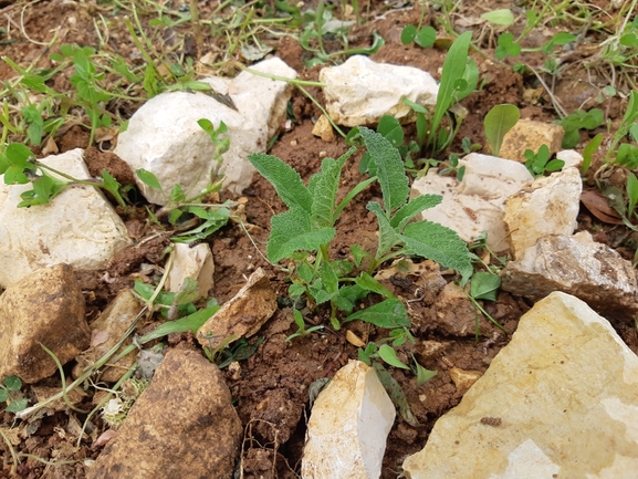 מרווה סורית  צולם על ידי מרגרטה וולצ'אק 