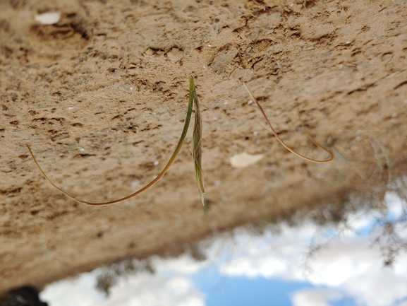 צהרון קטן  צולם על ידי דר בן-נתן 