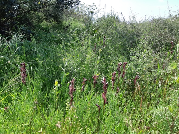 אירוס הגלבוע  צולם על ידי אופיר בריקנשטיין 