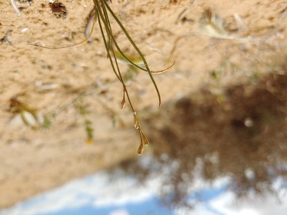 עירית דביקה  צולם על ידי דר בן-נתן 