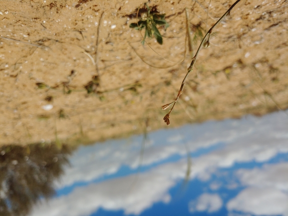 עירית דביקה  צולם על ידי דר בן-נתן 