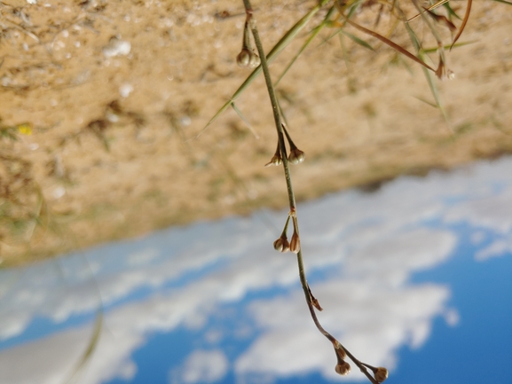 עירית דביקה  צולם על ידי דר בן-נתן 