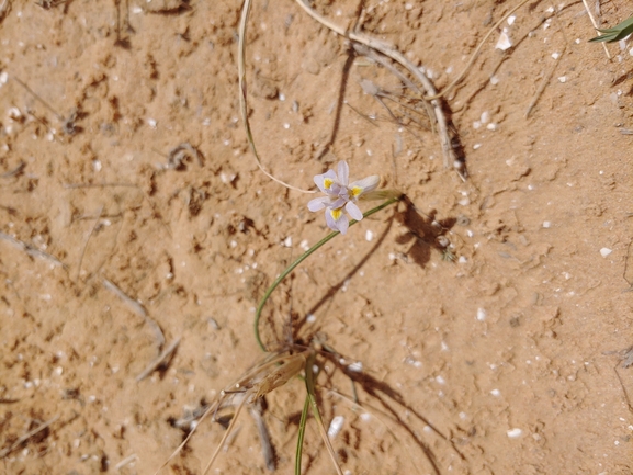 צהרון קטן  צולם על ידי דר בן-נתן 