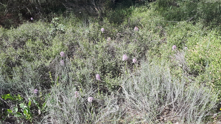 סחלב איטלקי  צולם על ידי לירז כברה 