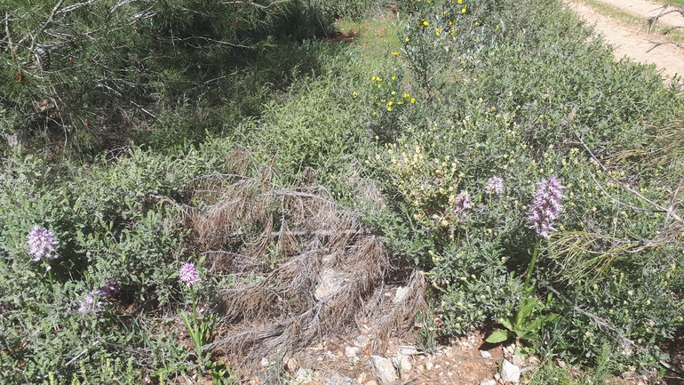 סחלב איטלקי  צולם על ידי לירז כברה 