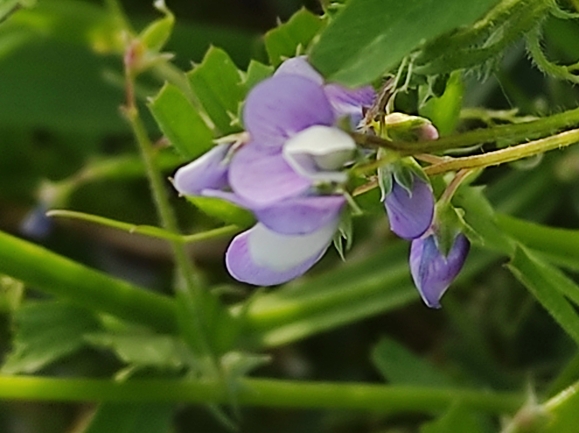 בקיית החולה  צולם על ידי מימי רון 