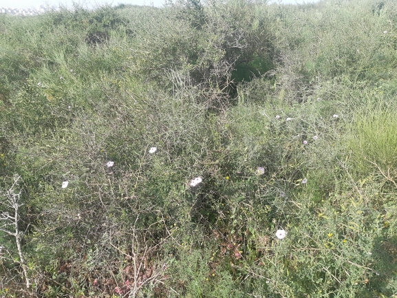 זצניה מזרחית  צולם על ידי סיון מרדוק 