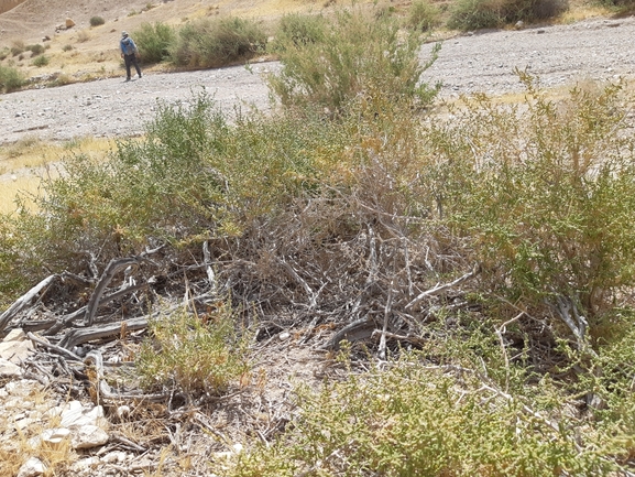 אירוס הגלבוע  צולם על ידי מרגרטה וולצ'אק 