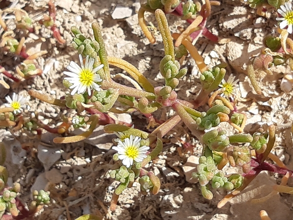 אירוס הגלבוע  צולם על ידי מרגרטה וולצ'אק 