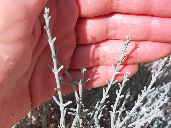 אירוס הגלבוע  צולם על ידי מרגרטה וולצ'אק 