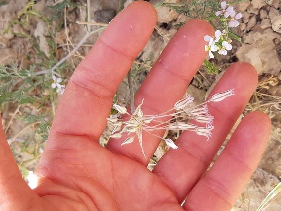 אירוס הגלבוע  צולם על ידי מרגרטה וולצ'אק 