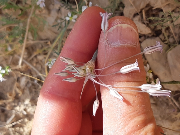 אירוס הגלבוע  צולם על ידי מרגרטה וולצ'אק 