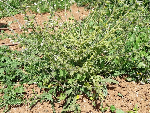 מרווה שסועה  צולם על ידי מרגרטה וולצ'אק 