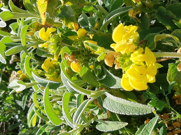 שלהבית המדבר  צולם על ידי מרגרטה וולצ'אק 