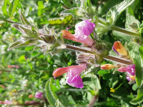 מרוות החפים  צולם על ידי מרגרטה וולצ'אק 