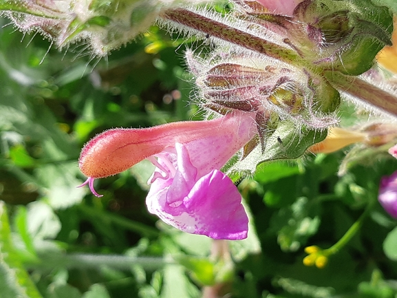 מרוות החפים  צולם על ידי מרגרטה וולצ'אק 