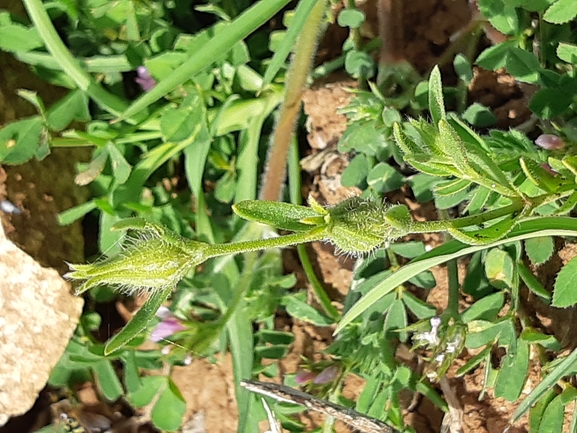 ציפורנית משוננת  צולם על ידי מרגרטה וולצ'אק 