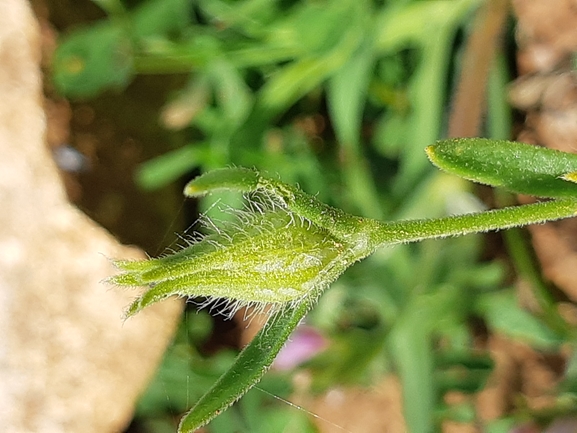 ציפורנית משוננת  צולם על ידי מרגרטה וולצ'אק 