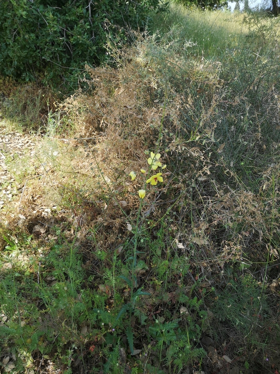 בוצין בירותי  צולם על ידי רוני שושן 