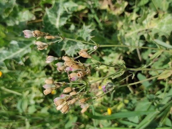 ציפורנית אדמומית  צולם על ידי מימי רון 