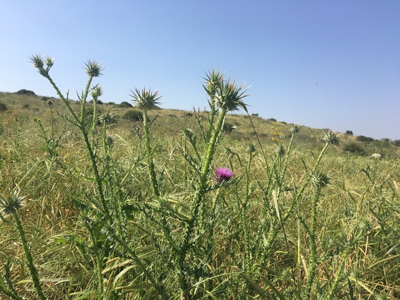 חוחן קרדני  צולם על ידי בר שמש 