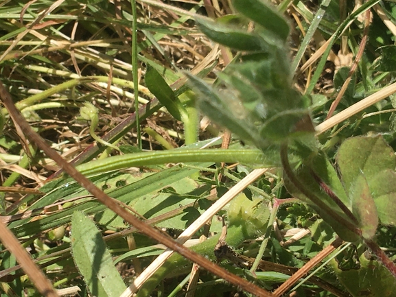 ארבע-כנפות צהובות  צולם על ידי בר שמש 