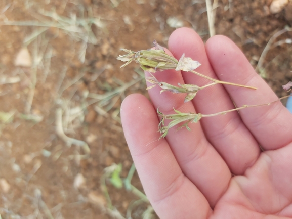 סגולית הכלאיים  צולם על ידי יצחק כהן 