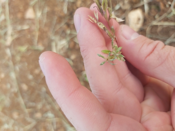 סגולית הכלאיים  צולם על ידי יצחק כהן 