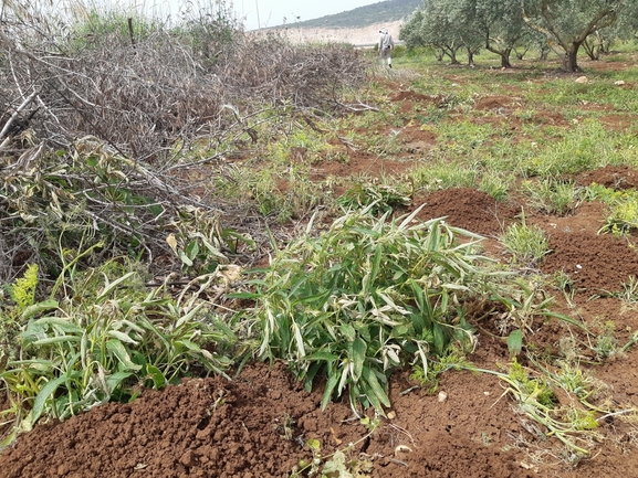 שלהבית הגלגל  צולם על ידי מרגרטה וולצ'אק 