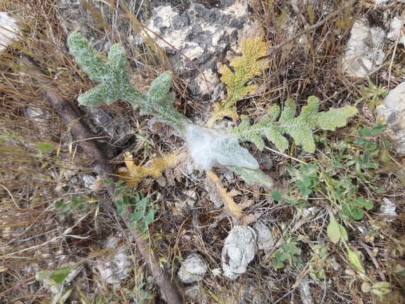 מרווה שסועה  צולם על ידי יצחק כהן 