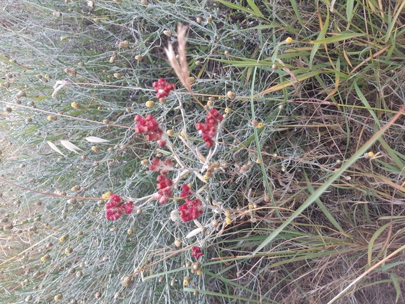 אירוס הגלבוע  צולם על ידי אור מילשטיין 