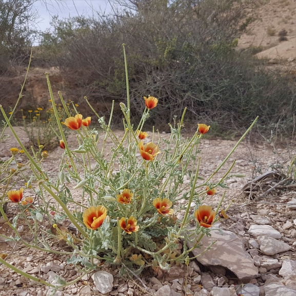 פרגה ערבית  